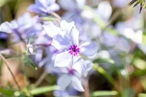 Phlox div. 'Chattahoochee' - P9 - image 2