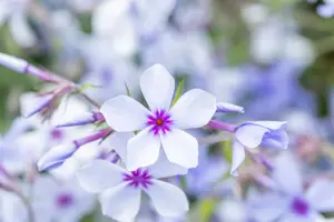 Phlox div. 'Chattahoochee' - P9 - image 4