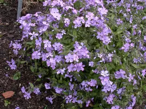 Phlox div. 'Chattahoochee'