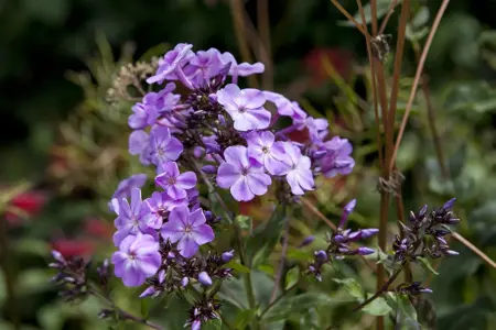 Phlox div. 'Clouds of Perfume' - P9 - image 2