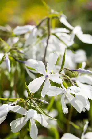 Phlox div. 'May Breeze' - P9 - image 3