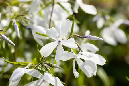 Phlox div. 'May Breeze' - P9 - image 2