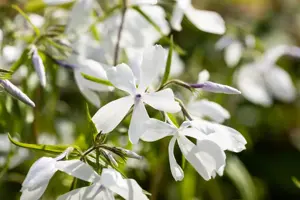 Phlox div. 'May Breeze' - P9 - image 2
