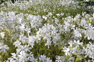 Phlox div. 'May Breeze'