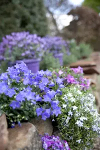 Phlox 'Fashionably Early Flamingo'? - 2 Ltr pot - image 2