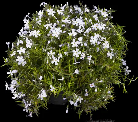 Phlox 'Fashionably Lavander Ice'? - P9 - image 2