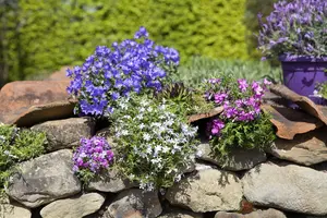 Phlox (M) 'Princess Sturdza'