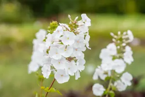 Phlox (M) 'Schneelawine'