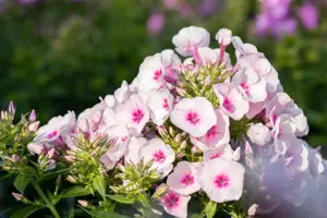 Phlox 'Opening Act Pink a Dot'