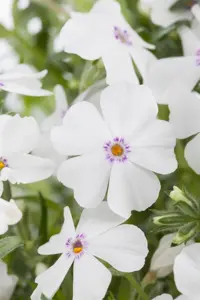 Phlox 'Opening Act White' - 2 Ltr pot - image 3