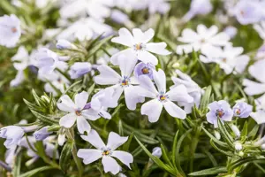Phlox 'Opening Act White' - 2 Ltr pot - image 2