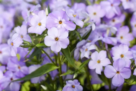 Phlox (P) 'Blue Boy' - 2 Ltr pot
