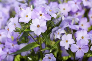 Phlox (P) 'Blue Boy'