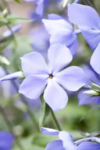 Phlox (P) 'Blue Moon' - P9 - image 2