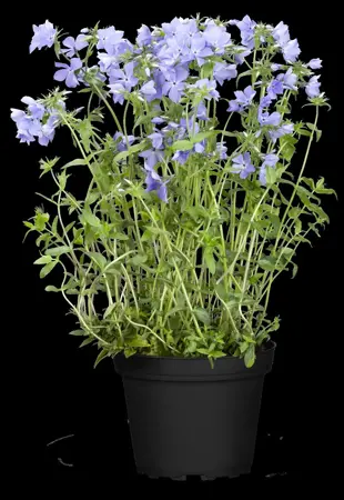 Phlox (P) 'Blue Moon' - P9 - image 4