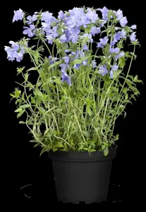 Phlox (P) 'Blue Moon' - P9 - image 4