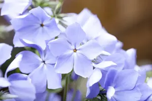 Phlox (P) 'Blue Moon'