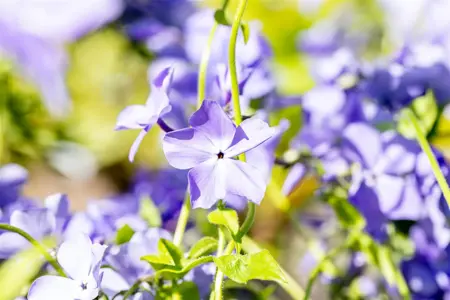 Phlox (P) 'Blue Moon' - P9 - image 5