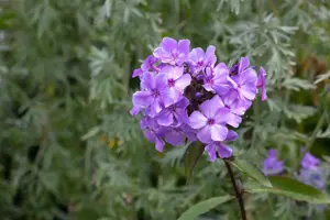 Phlox (P) 'Blue Paradise'