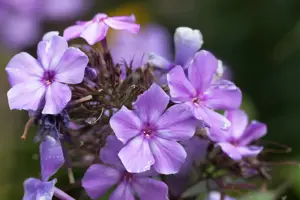 Phlox (P) 'Blue Paradise' - 2 Ltr pot - image 2