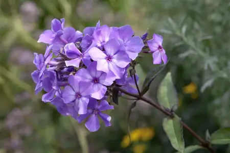 Phlox (P) 'Blue Paradise' - 2 Ltr pot - image 4