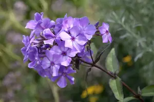 Phlox (P) 'Blue Paradise' - 2 Ltr pot - image 4