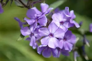 Phlox (P) 'Blue Paradise' - 2 Ltr pot - image 5