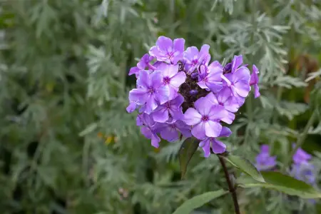 Phlox (P) 'Blue Paradise' - P11 - image 1