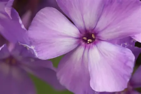 Phlox (P) 'Blue Paradise' - P11 - image 3