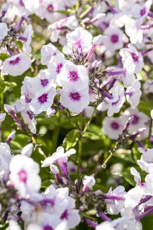 Phlox (P) 'Bright Eyes' - PLUG/CELGROWN 100 CEL TRAY - image 2