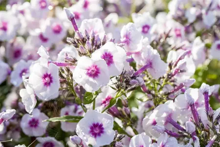 Phlox (P) 'Bright Eyes' - P9 - image 1