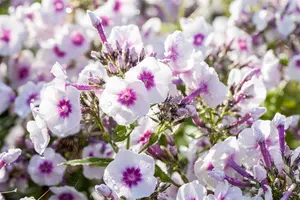 Phlox (P) 'Bright Eyes' - PLUG/CELGROWN 100 CEL TRAY - image 1