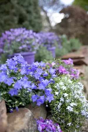 Phlox (P) 'Cover Girl' - 2 Ltr pot - image 2