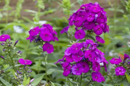 Phlox (P) 'D?sterlohe' - P11