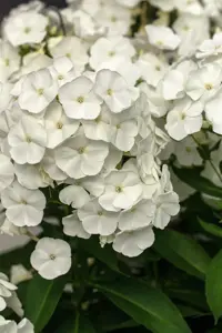 Phlox (P) 'David'