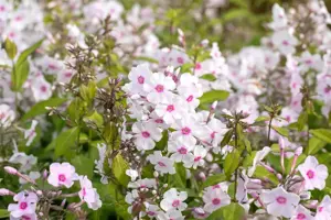 Phlox (P) 'Europa'
