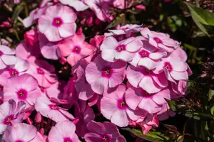 Phlox (P) 'Eva Cullum'