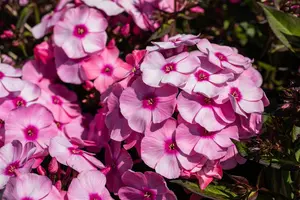 Phlox (P) 'Eva Cullum' - 1.5 Ltr pot