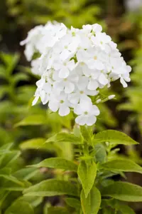 Phlox (P) 'Fujiyama'