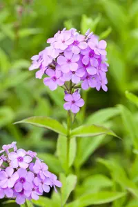 Phlox (P) 'Hesperis'