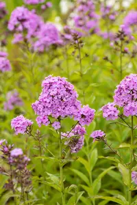 Phlox (P) 'Hesperis' - P9 - image 3