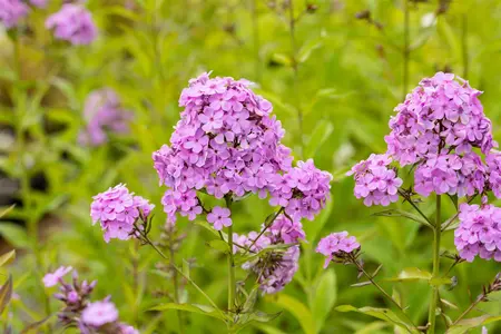Phlox (P) 'Hesperis' - P9 - image 2
