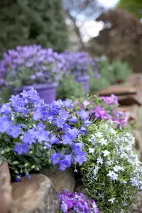 Phlox (P) 'Jeana' - P9 - image 2