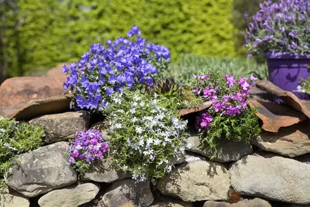 Phlox (P) 'Jeana' - P9 - image 1