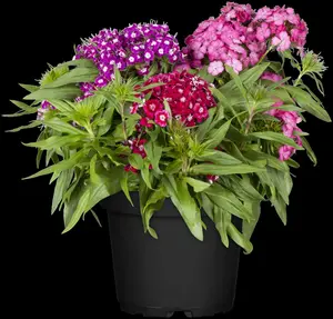 Phlox (P) 'Jeana' - P9 - image 3