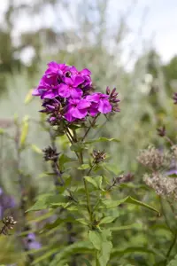 Phlox (P) 'Starfire'