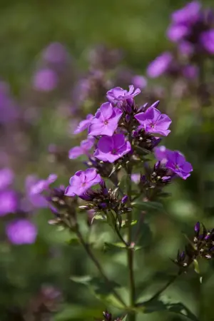 Phlox (P) 'Starfire' - P9 - image 4