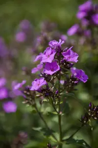 Phlox (P) 'Starfire' - P9 - image 4