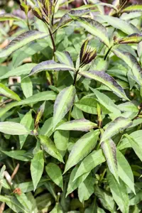 Phlox (P) 'Starfire' - P9 - image 5