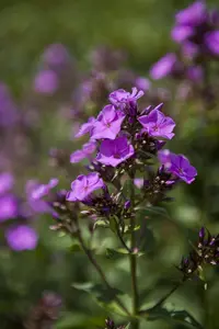 Phlox (P) 'Starfire' - P11 - image 4